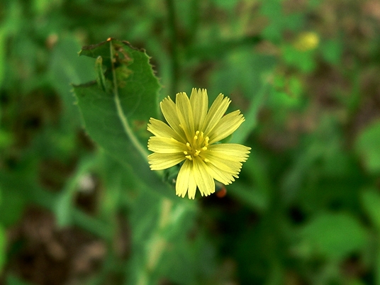 {Lactuca serriola}